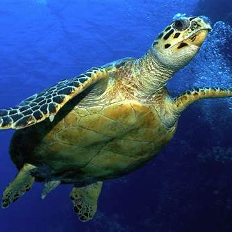 石垣島の海を泳ぐアカウミガメ｜青の洞窟や幻の島でも出会えるウミガメ科最大種