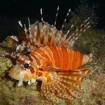 石垣島の海に生息するキリンミノ