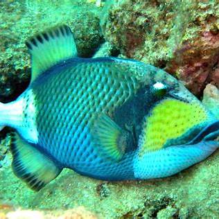 石垣島の海に生息するゴマモンガラ