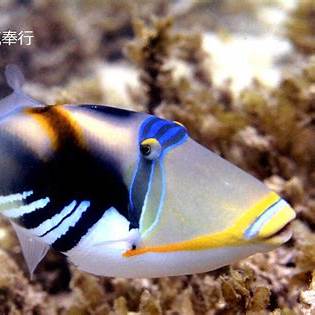 石垣島の海に生息するムラサメモンガラ