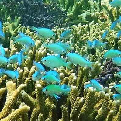 石垣島の海に生息するデバスズメダイ
