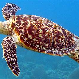 石垣島の海を泳ぐタイマイ｜青の洞窟や幻の島でも出会えるウミガメ科最大種