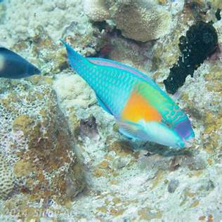 石垣島の海に生息するカラフルなオオモンハゲブダイ