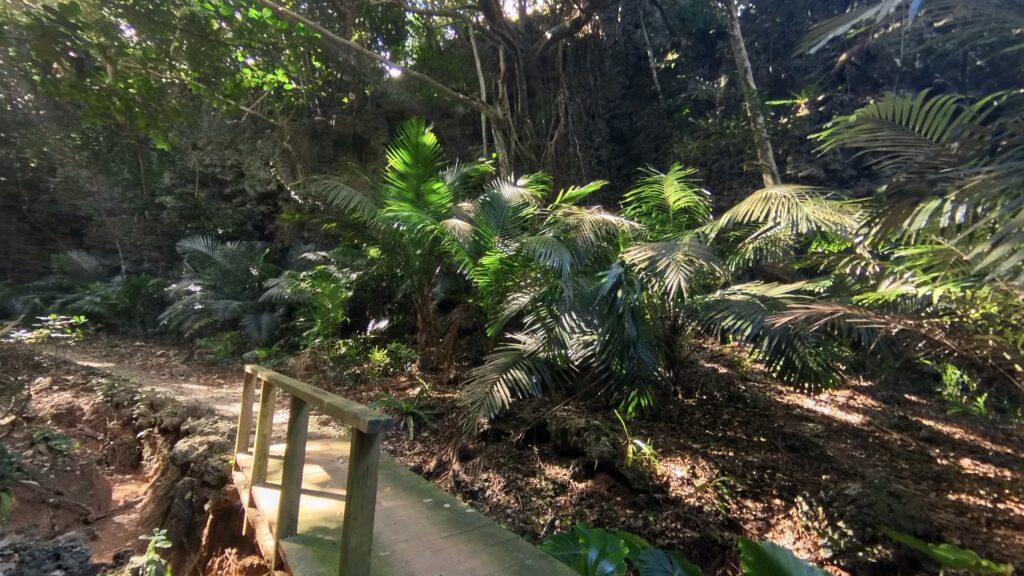 青の洞窟ツアーで楽しむ石垣島の自然探検コース