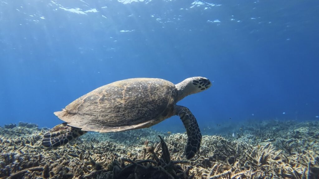 ウミガメ観察が楽しめる石垣島のシュノーケリングスポット