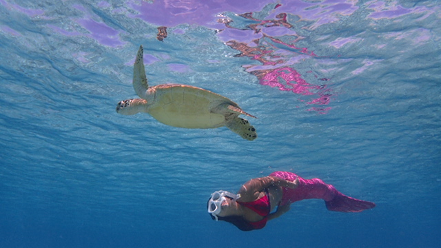 石垣島でウミガメと一緒に泳げるシュノーケリング体験