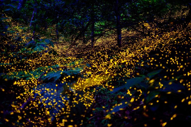 3月の石垣島で見られるヤエヤマヒメボタルの幻想的な光