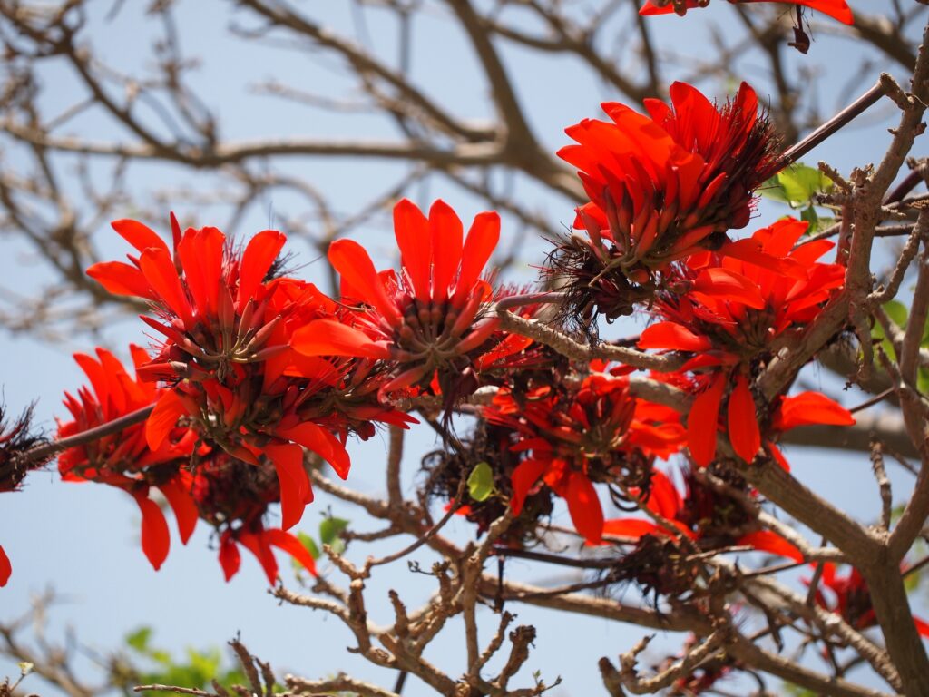 春の石垣島に咲くデイゴの花：3〜5月は海の透明度が高く旅行におすすめ