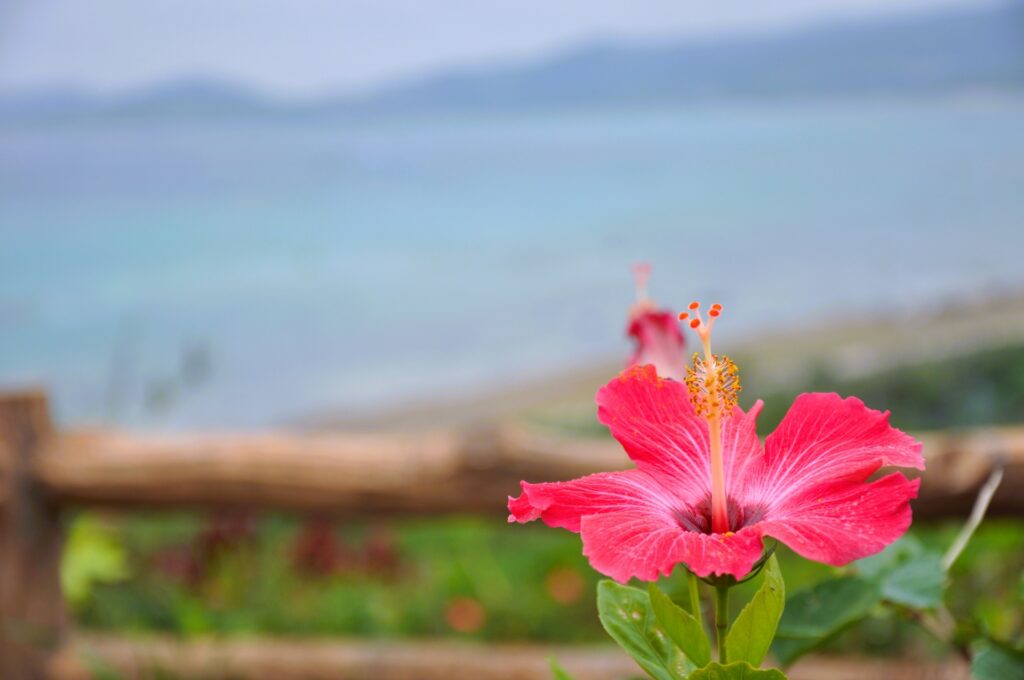 2月の石垣島でも気温が穏やかでハイビスカスと海の景色が南国らしく楽しめる風景