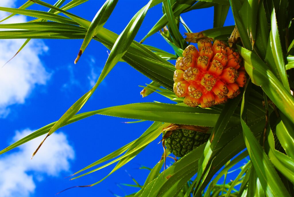 2月の石垣島は気温が安定しており青空の下でアダンの実など南国らしい自然風景を楽しめる