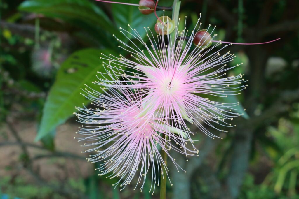 夏の石垣島に咲くサガリバナ：6〜9月は海遊びのベストシーズン