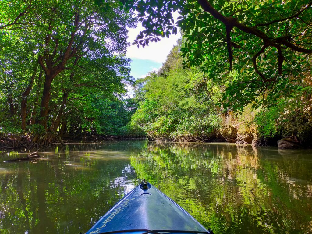 2月の石垣島は気温が安定しておりマングローブに囲まれた川でカヌーやSUPを楽しめる自然体験