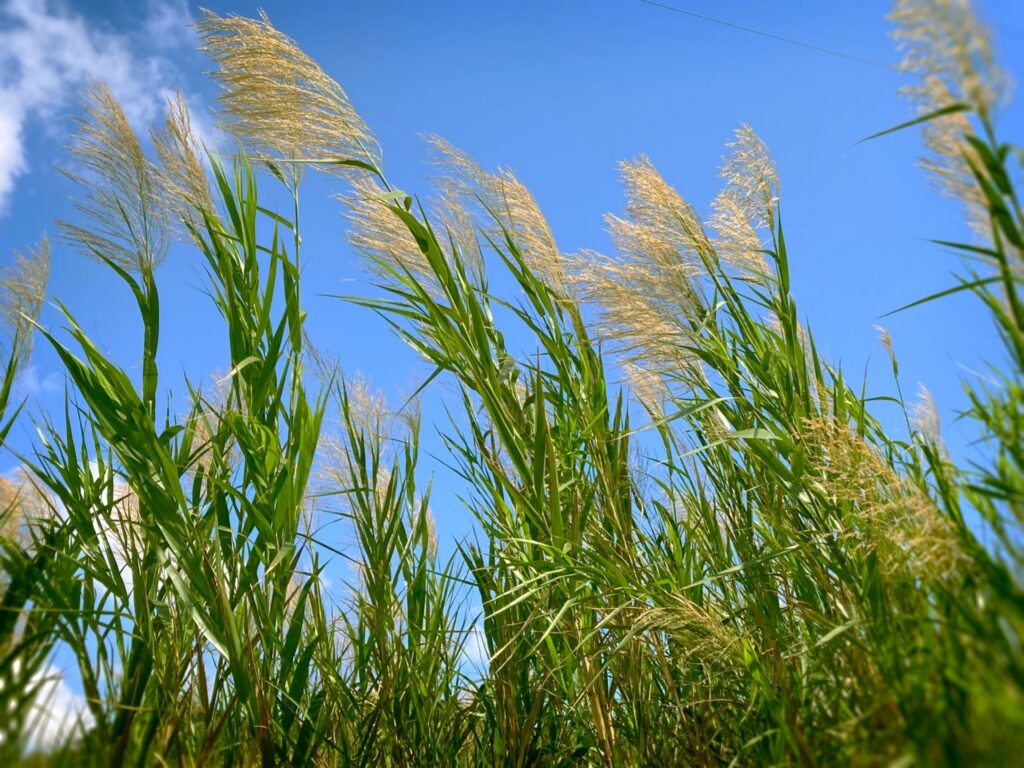 秋の石垣島にはサトウキビの穂花が：10〜11月も暖かい気候で観光に最適