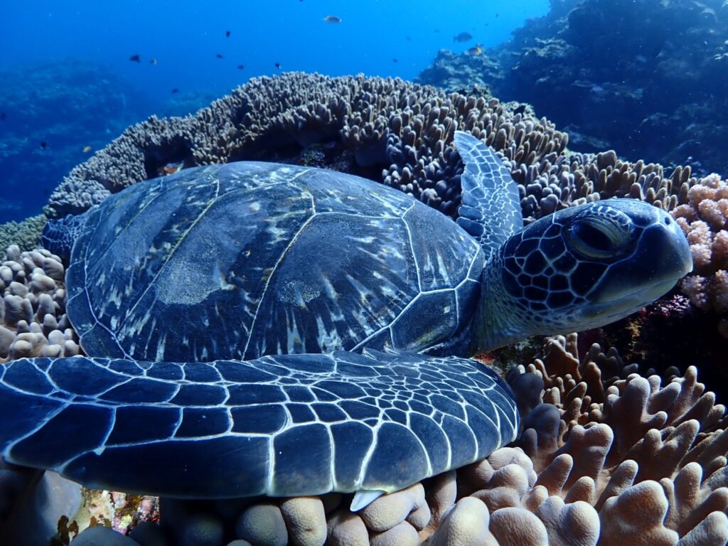 サンゴと一緒に休むように佇むウミガメの姿