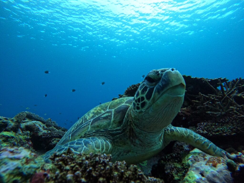 石垣島の海で出会えるウミガメとシュノーケリングの様子
