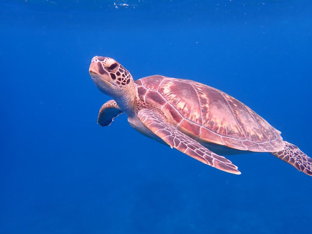 石垣島の海で出会えるウミガメとシュノーケリングの様子
