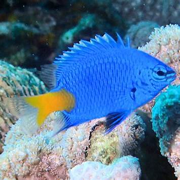 石垣島の海に生息する青い熱帯魚