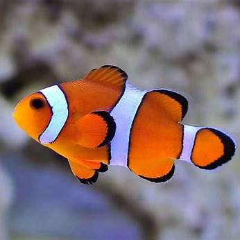 石垣島の12月でも見られるカクレクマノミなどの熱帯魚。冬でも海で泳げることを紹介する写真。