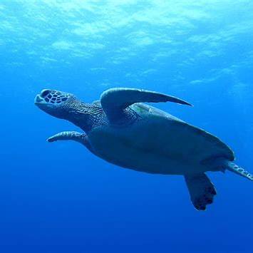 石垣島周辺で泳ぐウミガメの姿