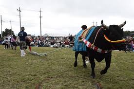 石垣島の2月は気温が比較的暖かく黒島の牛まつりで島全体が賑わう冬の人気イベントの様子