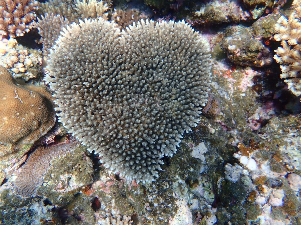海底にあるハート型のサンゴの風景（石垣島）