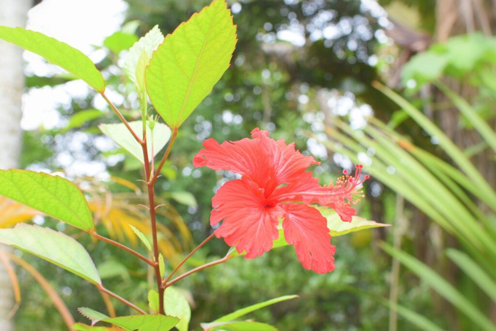 冬でも楽しめる石垣島の青い海と自然風景