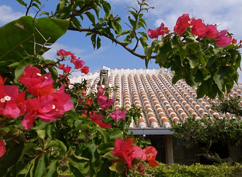 冬の石垣島で感じる静かな島時間