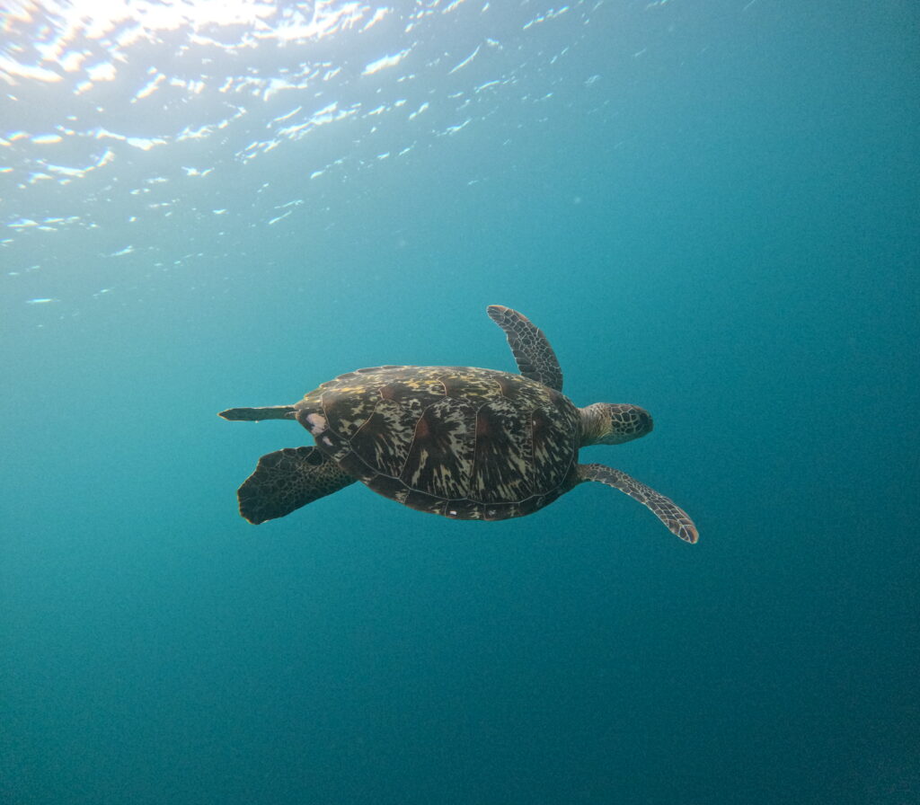 石垣島の海を優雅に泳ぐウミガメ