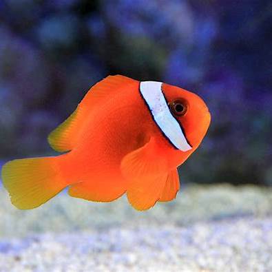 石垣島の海で見られるクマノミ