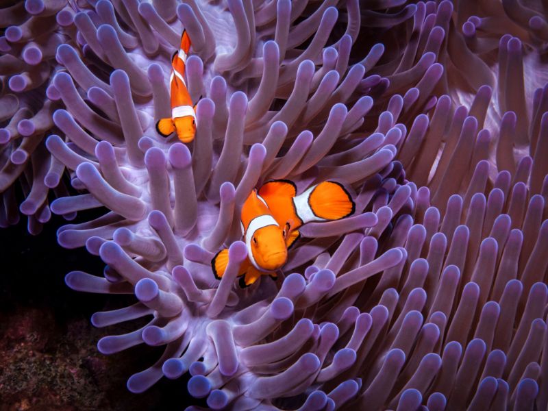 石垣島の透明度の高い海と熱帯魚の様子