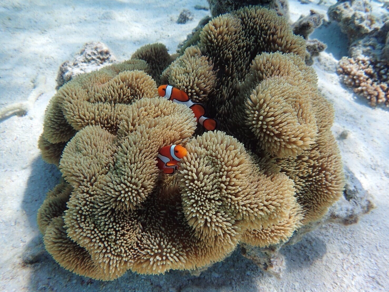 石垣島で見られるカラフルな熱帯魚たち