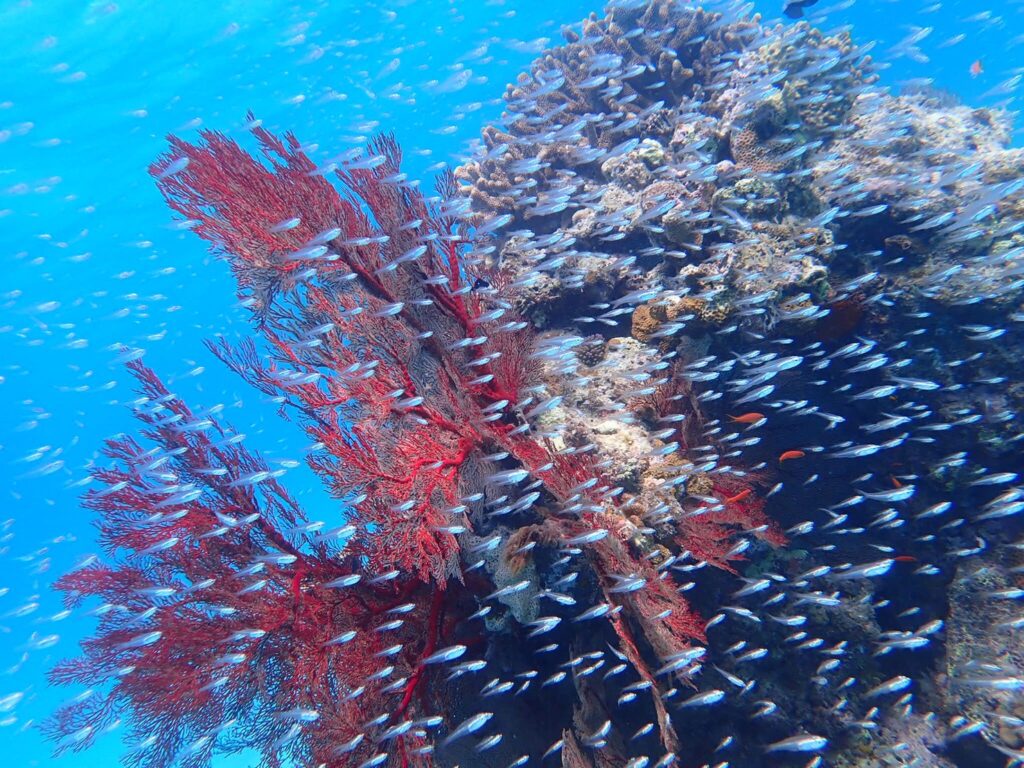 石垣島の海を泳ぐ色とりどりの熱帯魚
