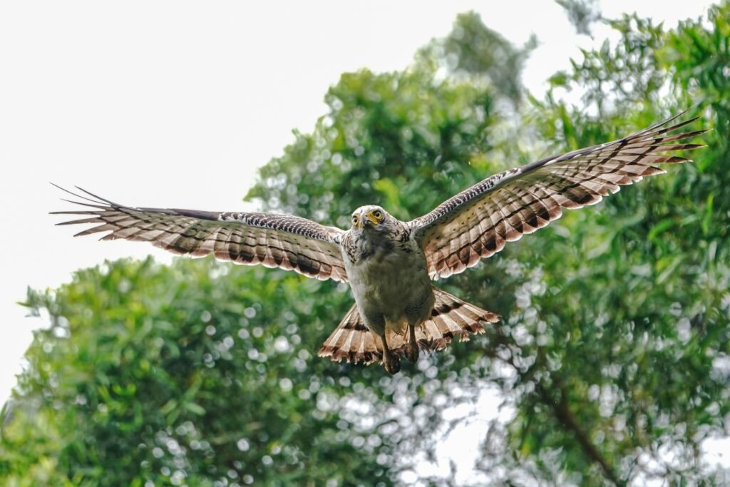 石垣島の代表的な野鳥、カンムリワシ