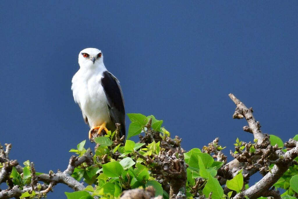 石垣島の春に見られる野鳥、カタグロトビ