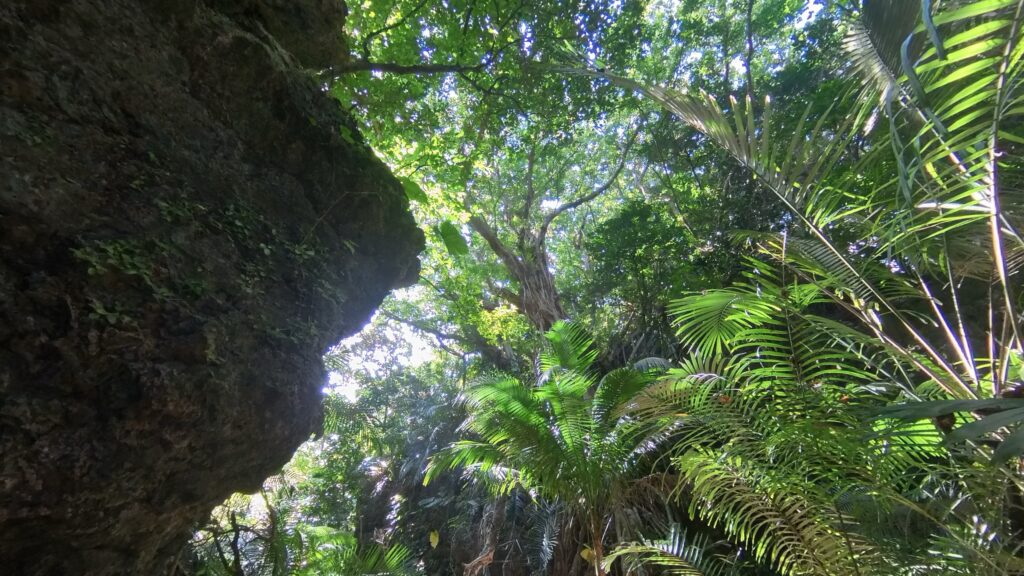 石垣島のジャングル道では野鳥に出会える確率も高い