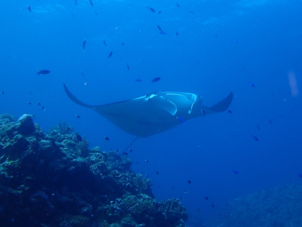 石垣島の海で夏のダイビングで見るマンタ