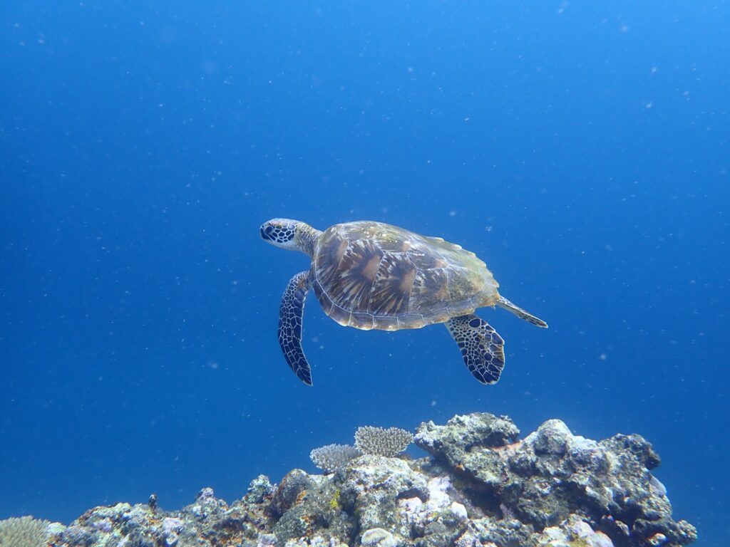 幻の島周辺のサンゴ礁で会えるウミガメ
