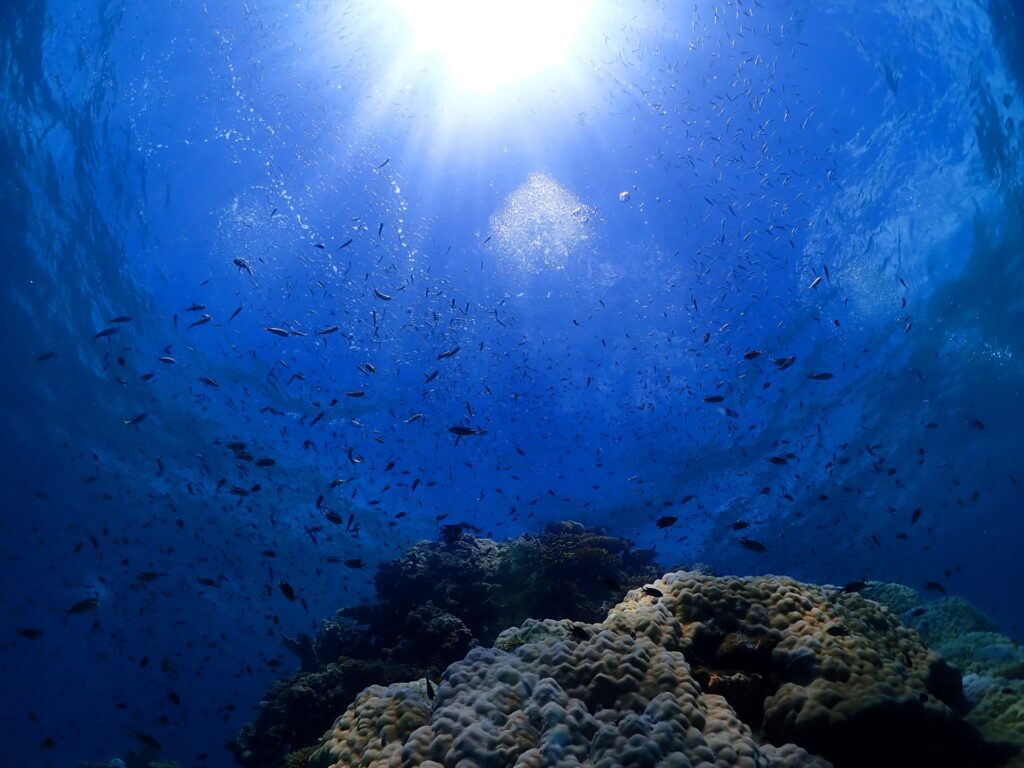 冬の石垣島でシュノーケリングを楽しむ