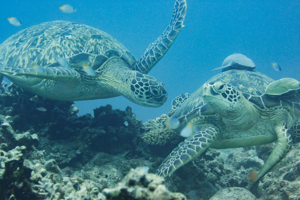 冬の石垣島の海で出会うウミガメ