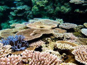 石西礁湖の透明な海に広がるサンゴ礁