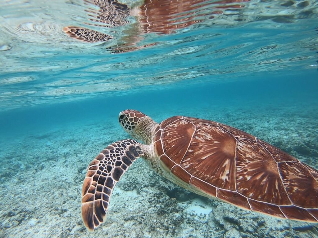 幻の島上陸とシュノーケリングを楽しむ石西礁湖ツアー