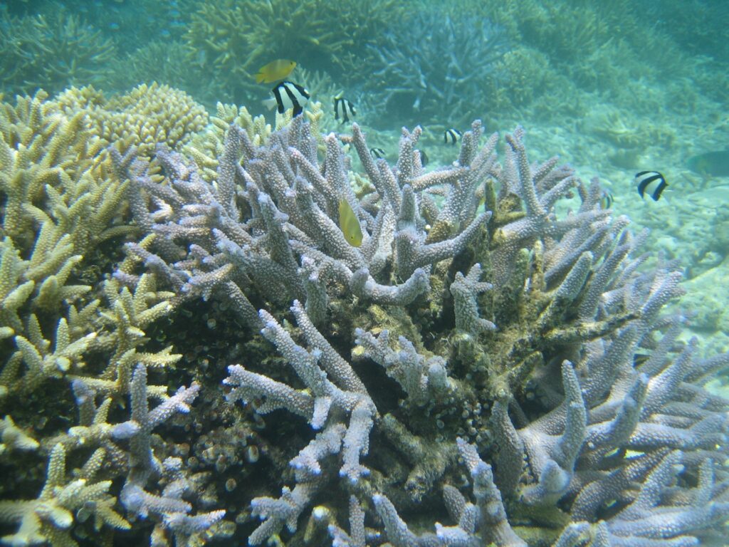 石西礁湖で確認されたサンゴの白化