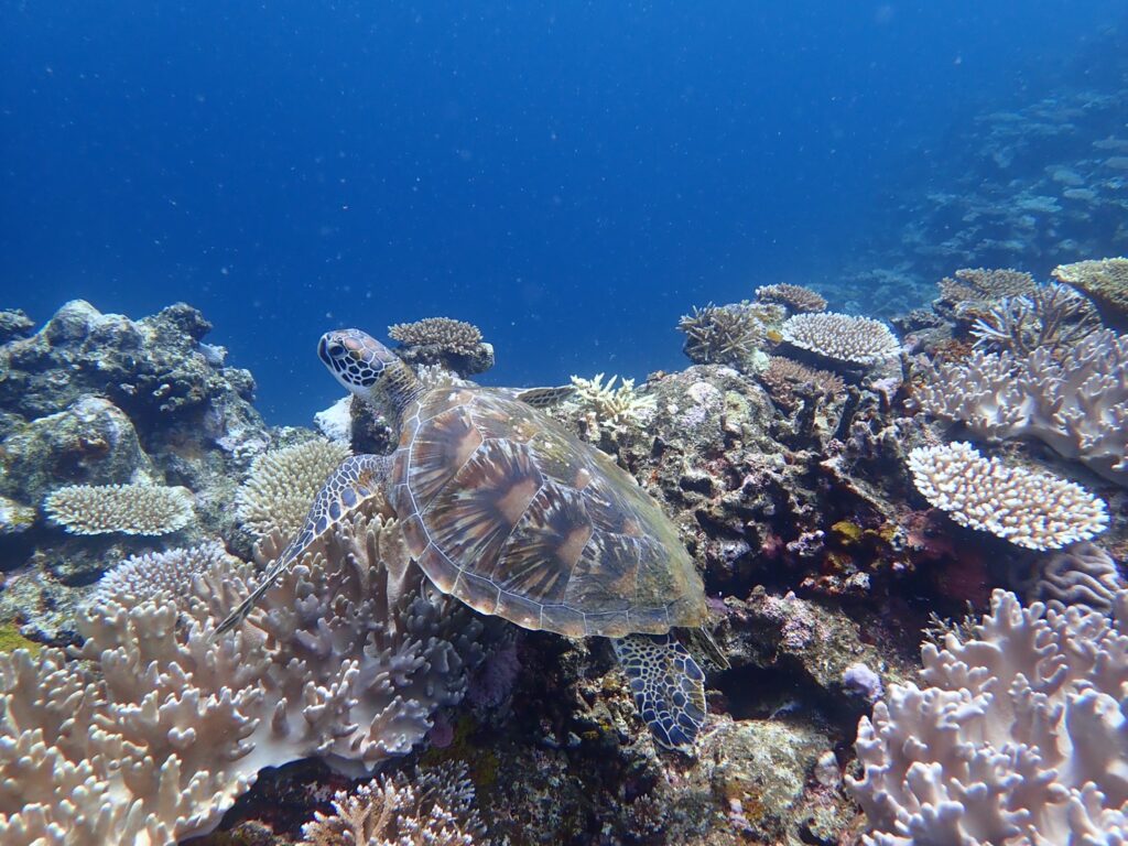 石西礁湖のサンゴ礁を泳ぐウミガメ