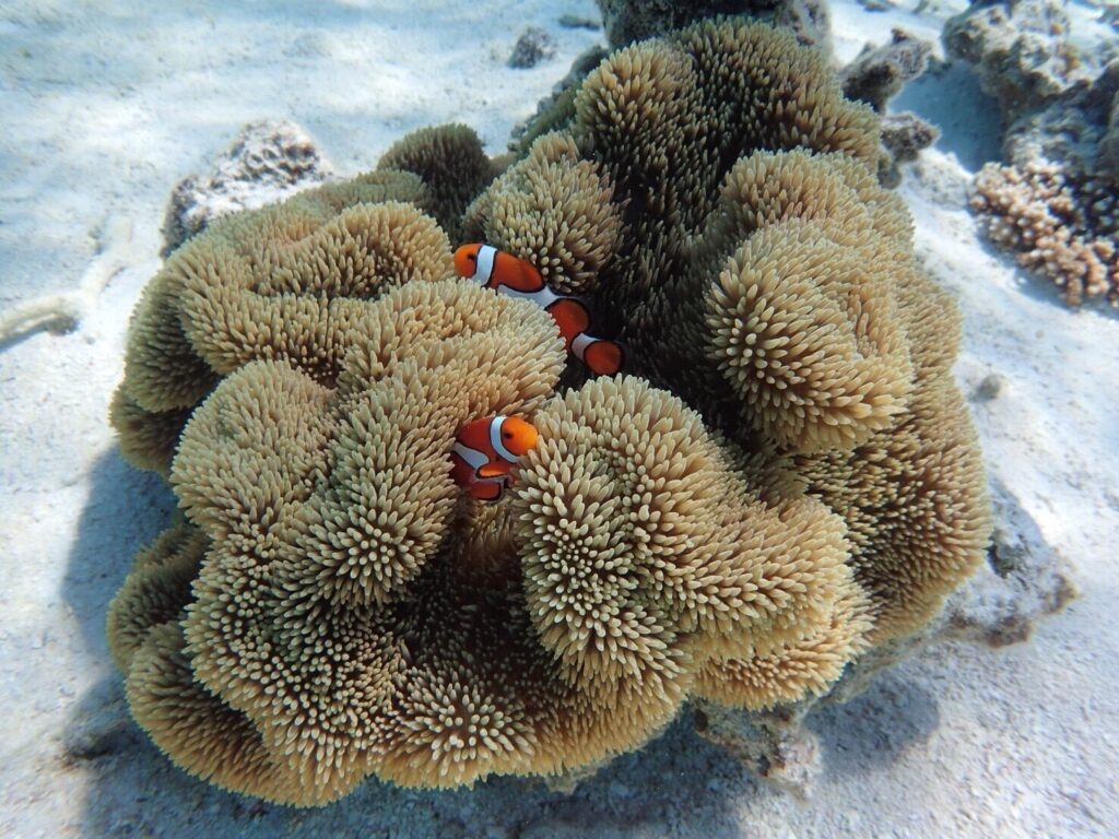 石西礁湖に生息するサンゴと色鮮やかな熱帯魚